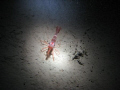   This north atlantic red shrimp taken 120 fts deep fjord Saguenay theses creatures dont see light very often why she look so surprised  